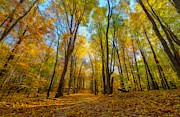 Path Through An Autumn Rainbow Photograph by Owen Weber