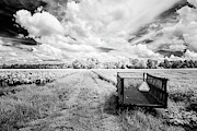 Pee Dee Tobacco Farm B-W Photograph by Charles Hite Pee Dee Tobacco Farm B-W Photograph by Charles Hite