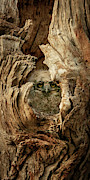 Peek a boo 2 Photograph by Rudy Viereckl