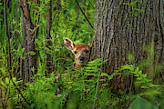 Peekaboo Photograph by James Overesch