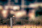 Peeking Beyond The Fence Photograph by Hiromasa Morioka