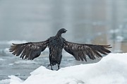 Pelagic Cormorant (phalacrocorax Photograph by David Courtenay