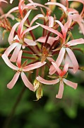 Pelargonium 'bird Dancer' Photograph by Science Photo Library