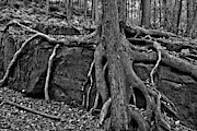 Pennsylvania Tree Squid Black And White Photograph by Adam Jewell