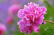 Peony Flower Photograph by Cora Niele