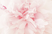 Peony II Mixed Media by Erin Clark