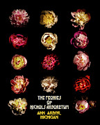 Peony Poster Photograph by Greg Croasdill