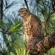 Perched for Hunting - Red Tailed Hawk Photograph by Dale Powell Perched for Hunting - Red Tailed Hawk Photograph by Dale Powell