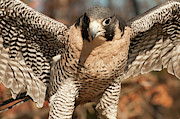 Peregrine Falcon Photograph by Minnie Gallman