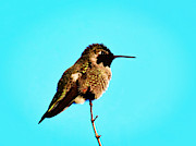 Perfect Posing Photograph by Judy Kennedy
