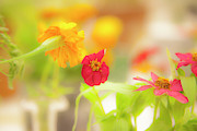 Pick Me Up Flowers Photograph by Toni Hopper