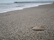 Pier Seashell Photograph by David Palmer