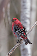 PIne Grosbeak Sax Zim Bog Photograph by Paul Schultz PIne Grosbeak Sax Zim Bog Photograph by Paul Schultz