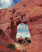 Pine Tree Arch Photograph by Tom Daniel