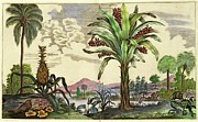 Pineapple Plant And Banana Tree Photograph by Science Photo Library
