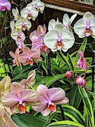 Pink and White Orchids Photograph by Portia Olaughlin Pink and White Orchids Photograph by Portia Olaughlin