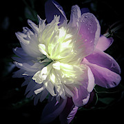 Pink and White Peony Petals and Drops  Photograph by Julie Palencia
