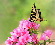 Pink and Yellow Photograph by Art Cole
