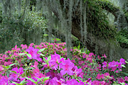Pink Azaleas and Oak Tree Draped in Moss Photograph by Bruce Gourley
