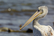 Pink-backed Pelican (pelecanus Photograph by Roger De La Harpe
