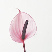 Pink Calla Lily Photograph by Cassia Beck