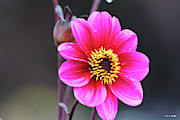 Pink Flower At The Port Of Olympia Digital Art by Tom Janca