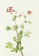 Pink Fumeroot Painting by Mary Vaux Walcott Pink Fumeroot Painting by Mary Vaux Walcott