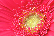 Pink Gerbera Daisy Extreme Close Up Photograph by Jill Fromer