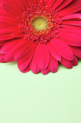 Pink Gerbera Daisy On Light Green Photograph by Jill Fromer