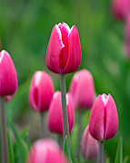 Pink Photograph by Linda Bonaccorsi