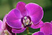 Pink Phalaenopsis Orchid with Bird by Kaye Menner Photograph by Kaye Menner