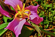 Pink Trillium Photograph by Meta Gatschenberger