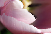 Pink Tulip Petals Photograph by Scott Lyons Pink Tulip Petals Photograph by Scott Lyons
