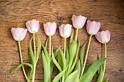Pink Tulips Photograph by Top Wallpapers