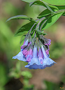 Pink Virginia Bluebells or Virginia Cowslip DFL0963 Photograph by Gerry Gantt