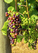 Pinot Gris Willamette Valley Vineyard Photograph by Leslie Struxness Pinot Gris Willamette Valley Vineyard Photograph by Leslie Struxness