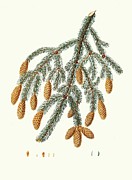 Pinus Menziesii = Warted-branched Fir Painting by Aylmer Bourke Lambert Pinus Menziesii = Warted-branched Fir Painting by Aylmer Bourke Lambert
