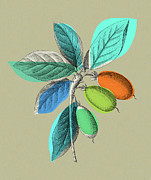 Plant Branch Drawing by CSA Images Plant Branch Drawing by CSA Images