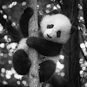 Playful Panda Photograph by Erika Valkovicova