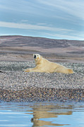 Polar Bear Lounging In Svarlbard Photograph by Suzi Eszterhas Polar Bear Lounging In Svarlbard Photograph by Suzi Eszterhas