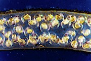 Pond Snail Egg Mass Photograph by Science Photo Library
