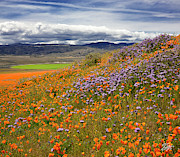 Poppies And Purple Flowers Photograph by Endre Balogh Poppies And Purple Flowers Photograph by Endre Balogh