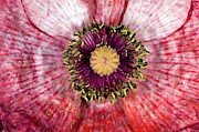 Poppy (papaver) Photograph by Science Photo Library