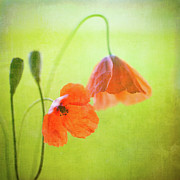 Poppy Photograph by Peter Chadwick Lrps