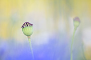 Poppy seed head in a sea of blue Photograph by Anita Nicholson