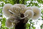 Porcelain Mushroom (oudemansiella Mucida) Photograph by Science Photo Library