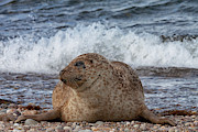 Portgordon Seal #1 Photograph by Diane Macdonald