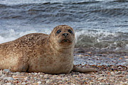 Portgordon Seal #2 Photograph by Diane Macdonald