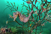 Portrait Of A Male Short Snouted Seahorse In Sea Oak Photograph by Alex Mustard / Naturepl.com