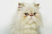 Portrait Of A Persian Cat Photograph by Flashpop